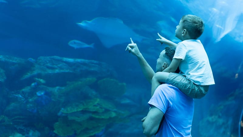 Dubai Aquarium & Underwater Zoo - Ray Encounter - Experiences - Image 2