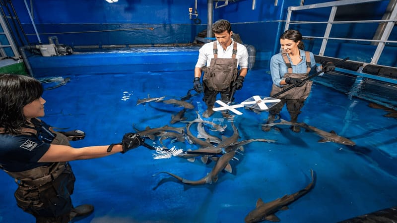 Dubai Aquarium & Underwater Zoo - Shark Trainer Encounter - Experiences - Image 2