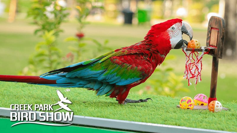 Exotic Bird Show - Dubai Dolphinarium - Dubai Dolphinarium - Image 2