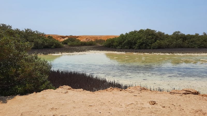 Jeep safari adventure at Nabq National Park with camel ride and dinner - Sightseeing and Tours - Image 2